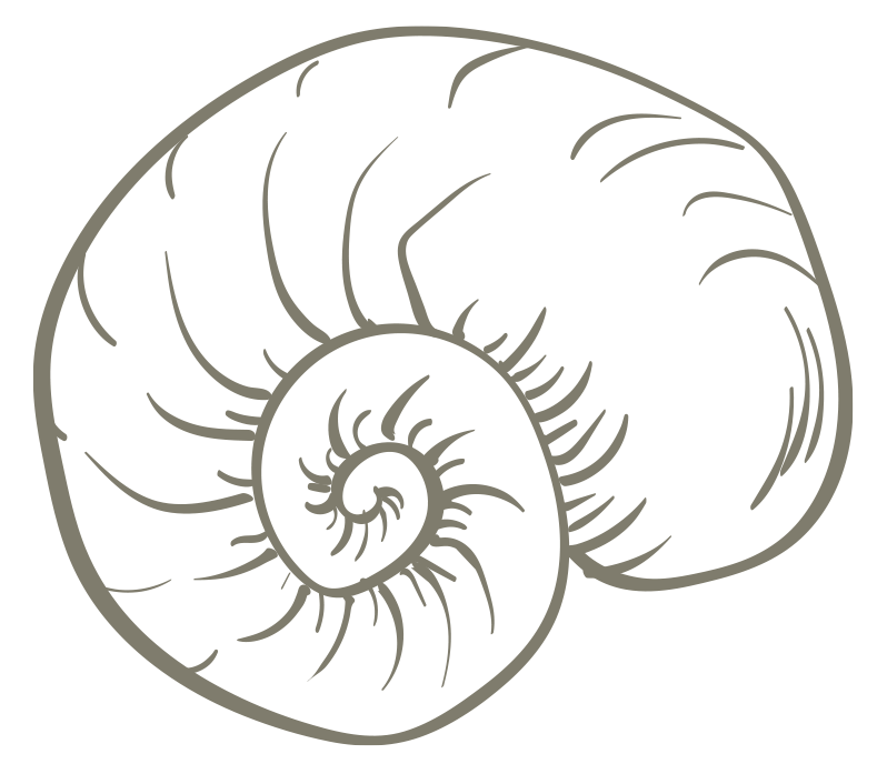 Eagle Hawk pavilions - spiral shell illustration